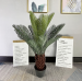 Artificial plant--80cm - Type 1(Cycas revoluta)