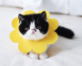 Cat decoration Elizabeth circle - size:M yellow