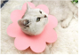 Cat decoration Elizabeth circle - size:XS pink