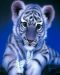 Haft Diamentowy/ Obraz 5D/ Mozaika Diamentowa/ Diamond Painting - tygrys, rozm. 40x50 cm
