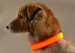 LED Dog Collar Night Flash Nylon Orange L