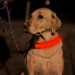 LED Dog Collar Night Flash Nylon Red L
