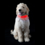 LED Dog Collar Night Flash Nylon Red XL