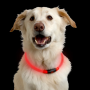 LED luminous pet collars RED 35 cm