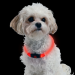 Obroża LED dla psa, obwód szyi 35cm - czerwona