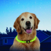 Obroża LED dla psa, obwód szyi 70cm - zielona