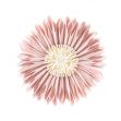 Pillowcase (Round Chrysanthemum) - Pink 45cm