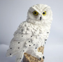 Solar owl plug-in lamp Garden white