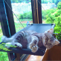 Teslin mesh for cat hammock - large